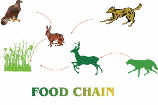 Illustration of different animals showing a food chain