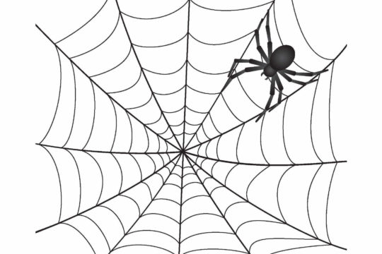 A black spider on a web