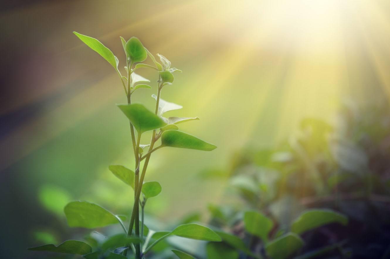 Sunlight shining onto a green sprout