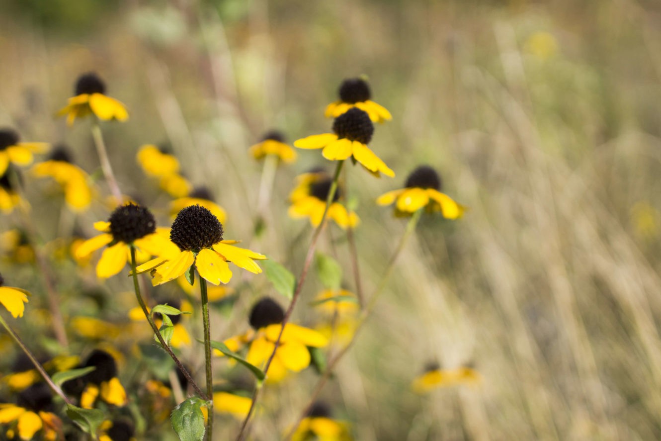 Yellow prairie flowers in a field