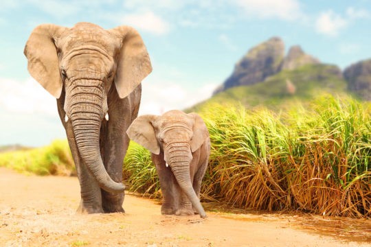 Adult and baby elephant walking side by side